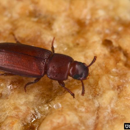 Adult red flour beetle
