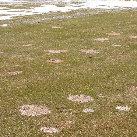 Gray snow mold patches with snow in the background