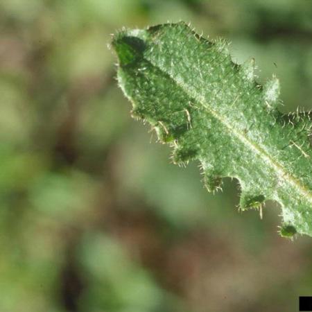 Catsear’s textured leaf