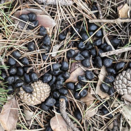 Pile of deer droppings