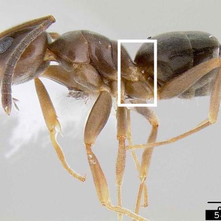 Odorous house ant with one node highlighted