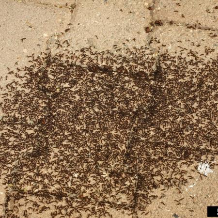 Many pavement ants on patio