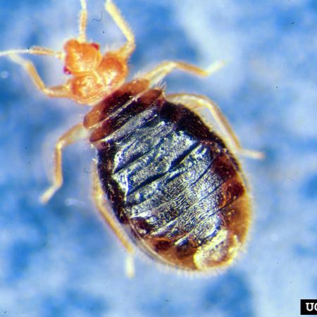 Closeup photo of bed bug