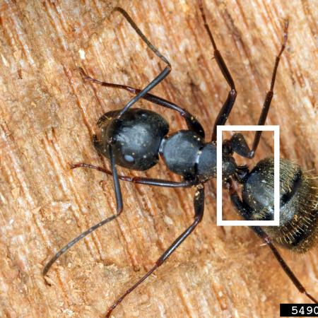 Carpenter ant with white box highlighting narrow waist