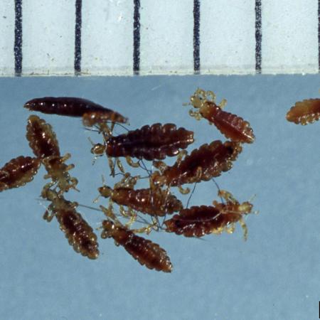 Adult lice compared to ruler