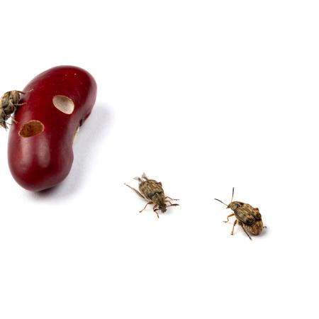 Bean weevils with damaged beans