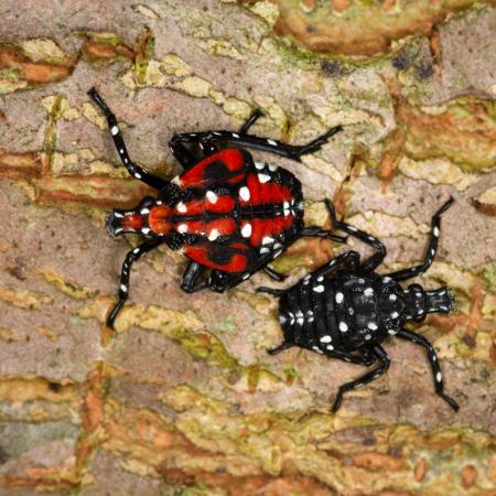 Early and late spotted lanternfly nymphs are red or black with white spots
