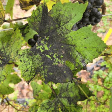 Grape leaf with black sooty mold growing on honeydew