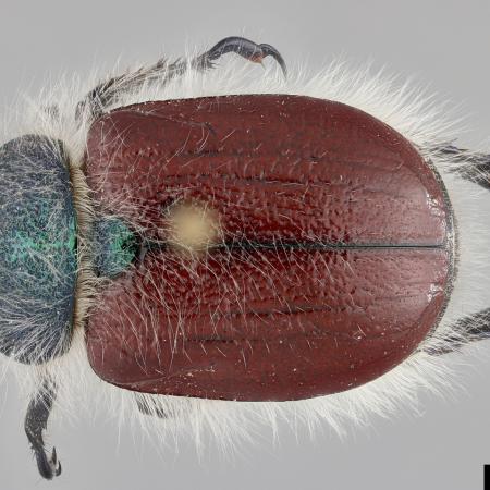 Beetle with a reddish-brown body, green head, and light-colored hairs mostly around the edges