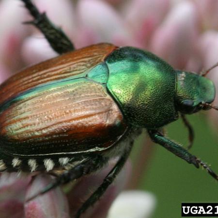 Japanese beetle adult