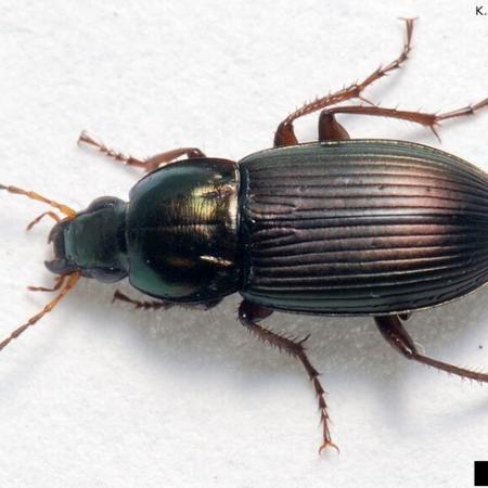 Brown beetle with long legs
