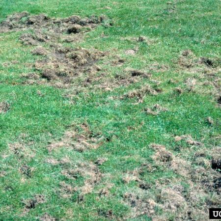 Lawn damaged by Japanese beetle larvae