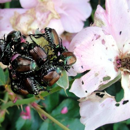 Japanese beetles feeding on a rose flower