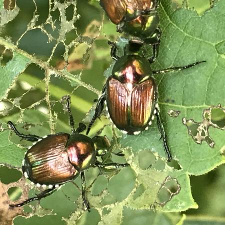 Japanese beetles and feeding damage on leaves