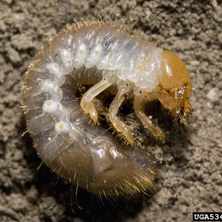 Japanese beetle larvae