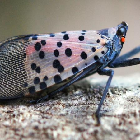 Spotted lanternfly adult with spotted wings folded over back