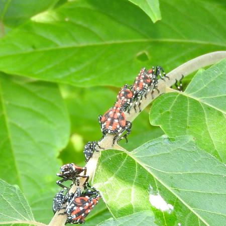 Spotted lanternfly nymphs clustered on tree-of-heaven leaves
