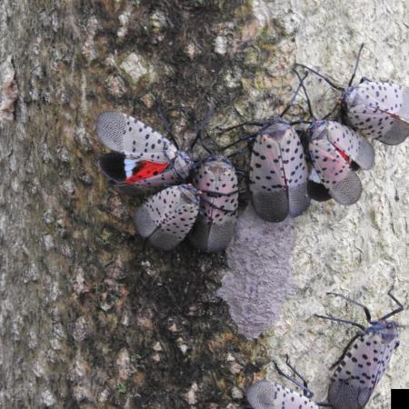 Cluster of spotted lantern flies on tree