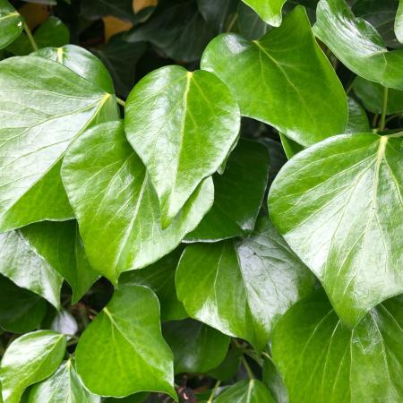 Many rounded ivy leaves