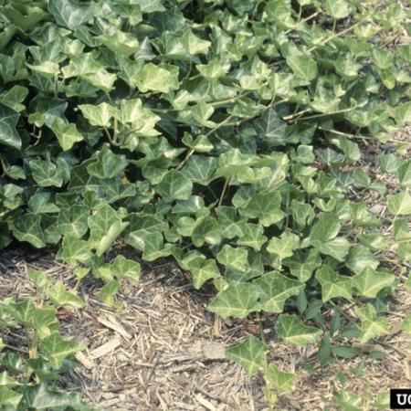 Ivy stems spreading out over ground