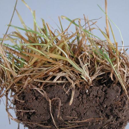 Plant Diseases in Lawns | solvepest