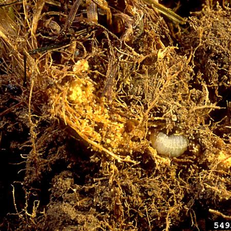 Billbug larva and damage to grass root