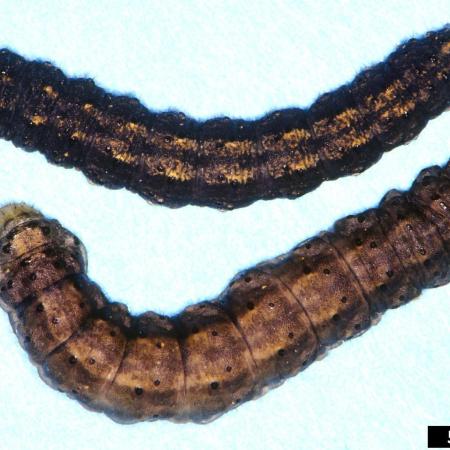 Cutworm larvae on light blue background