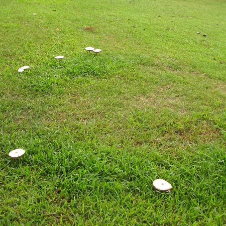Mushroom fairy ring with green grass and bare area