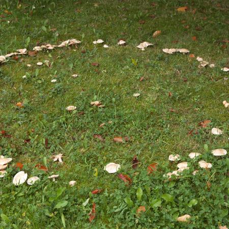 Mushrooms growing in a circle in lawn