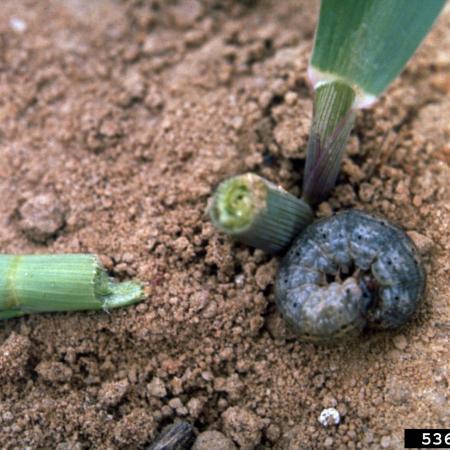 Cutworm larva next to cut grass stem