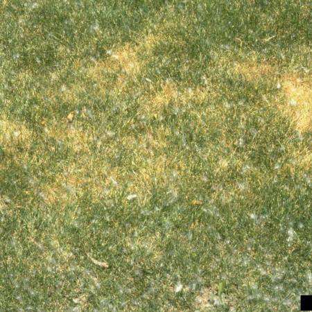 Turf showing signs of infection with Drechslera leaf spot