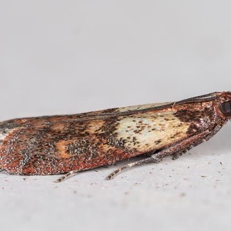 Adult meal moth