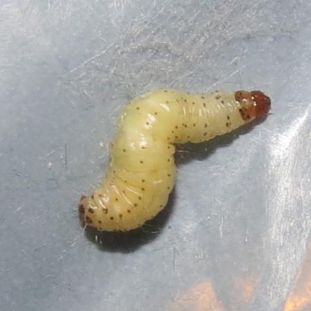 Meal moth larvae