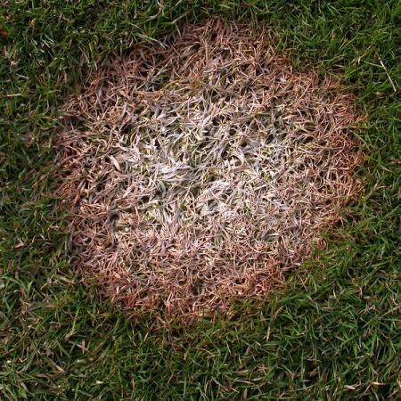Microdochium patch on lawn