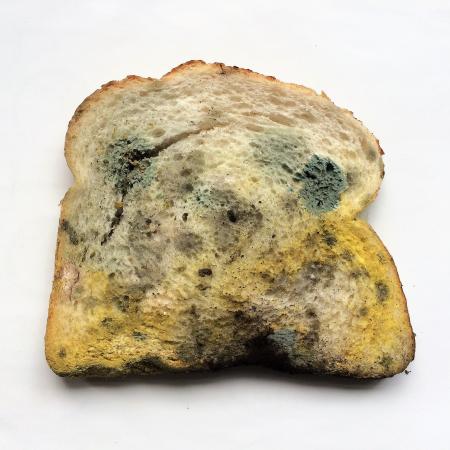 Several species of mold growing on bread