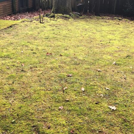 Moss covering lawn in shady area