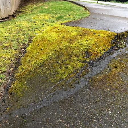 Moss growing on sidewalk is a slipping hazard
