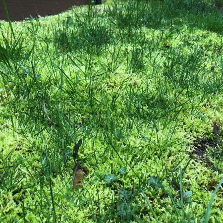 Closeup of moss and grass mixed