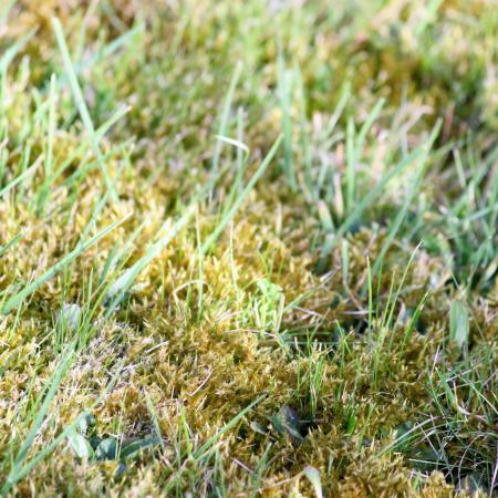 Close-up photo of moss in lawn