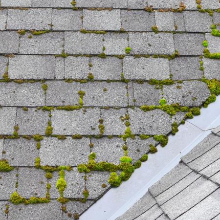 Moss growing on seams of asphalt shingle roof