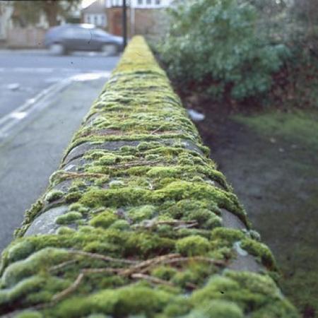 Moss growing on wall