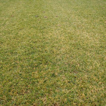 Microdochium patch on lawn