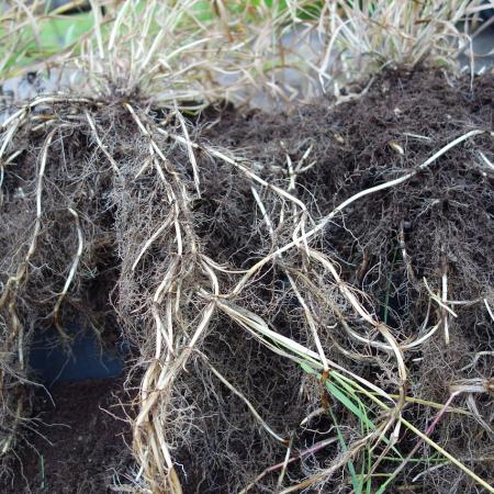 Mass of quackrass roots removed from soil