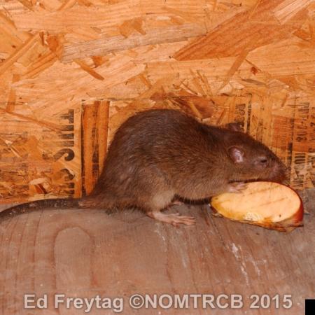 Rat in building with apple slice