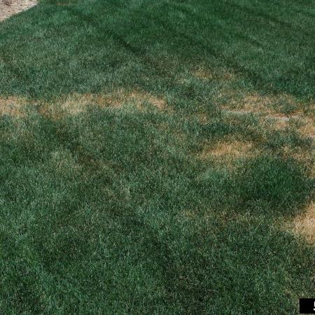 Plant Diseases in Lawns | solvepest