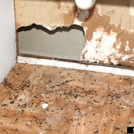 Mice damaged a wall and left many fecal pellets on floor