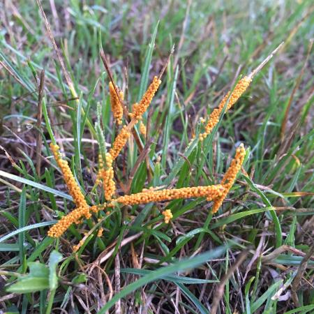 Orange slime mold on grass