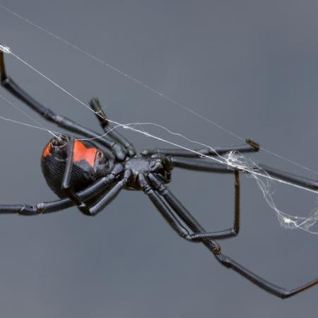 Black widow spider