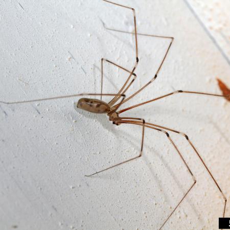 Daddy long legs spider with babies, I assume this is the mo…