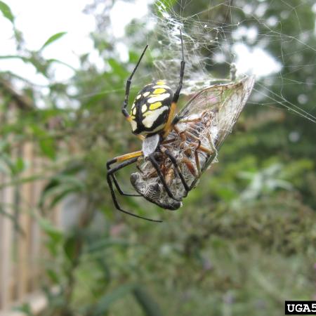 Orb-weaver spider in web outdoors